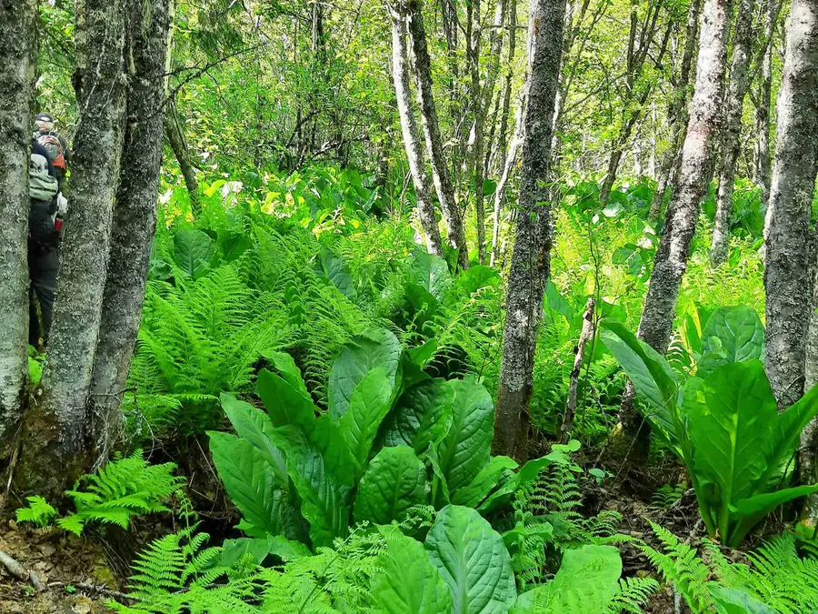 Fern Forest photo 1