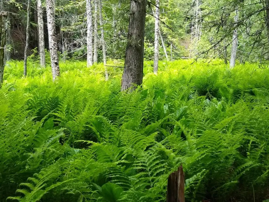 Fern Forest photo 11