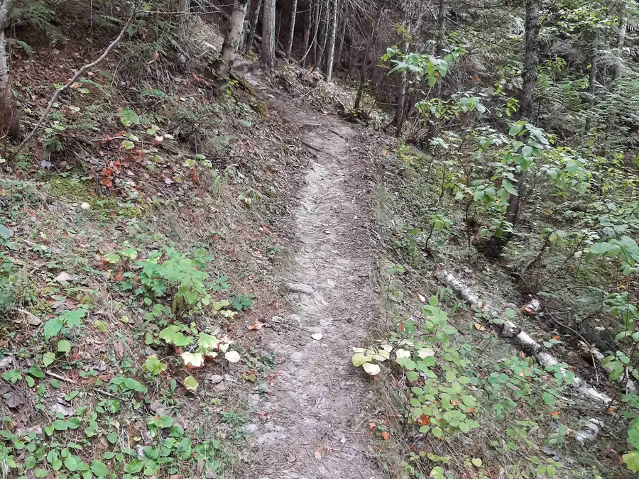 Fern Forest photo 3