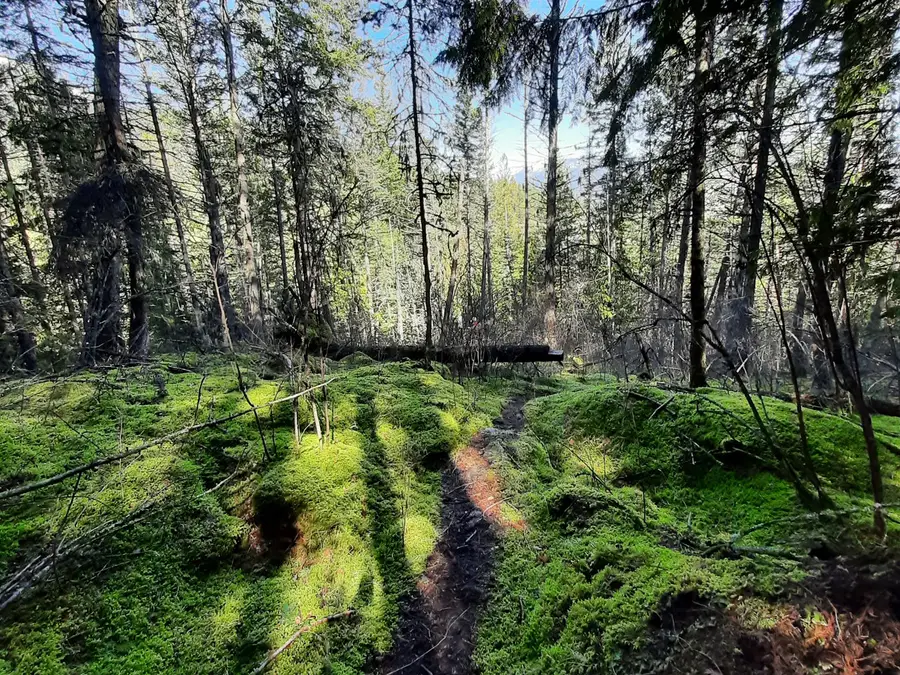 Fern Forest photo 4
