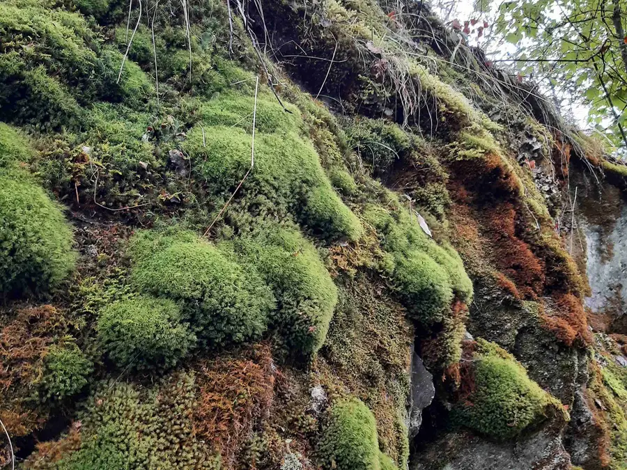 Fern Forest photo 6