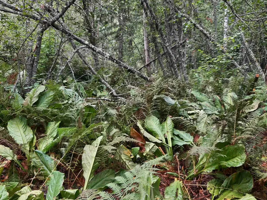 Fern Forest photo 7