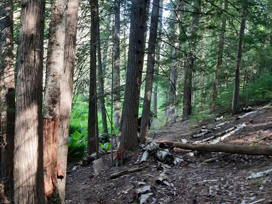 Fern Forest photo 9