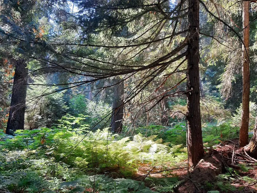 Ka Papa Cedars photo 2