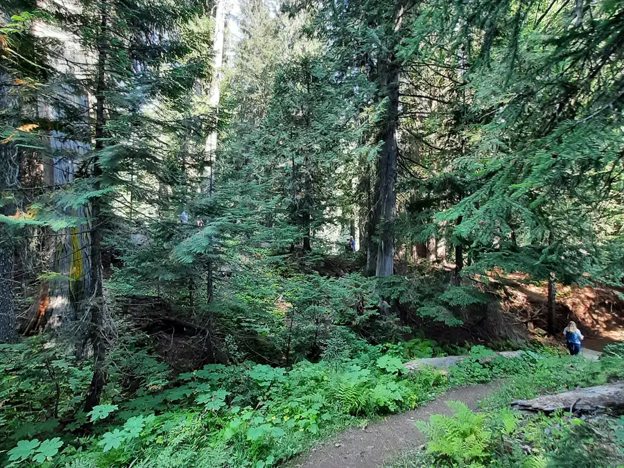 Ka Papa Cedars photo 3