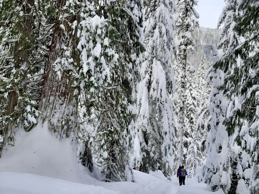 Ka Papa Cedars photo 8
